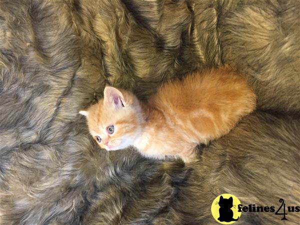 PlushPersians Picture 3